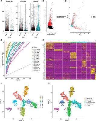 Integrated analysis of single-cell and bulk RNA-sequencing identifies a signature based on T-cell marker genes to predict prognosis and therapeutic response in lung squamous cell carcinoma